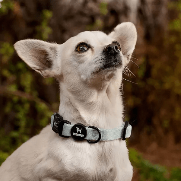 Collar Aqua Leaves Petlounge - Imagen 2