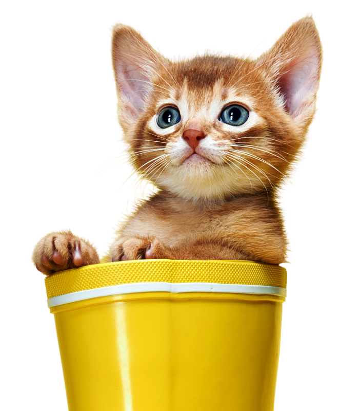 Gato Club Pets